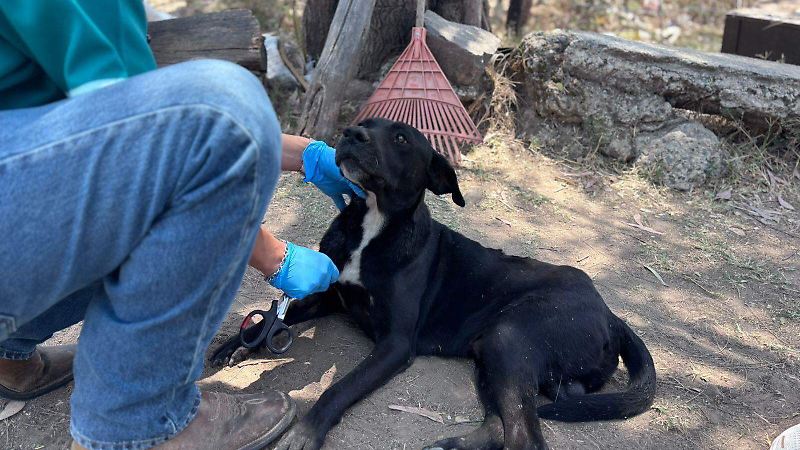 Perrito El Salto (7).jpeg